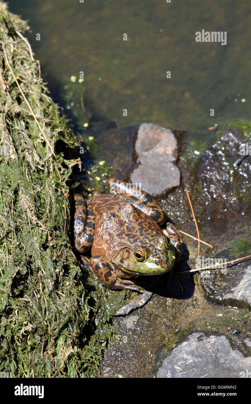 Un American Bullfrog, Rana catesbeiana, in un parco in Verona, New Jersey, STATI UNITI D'AMERICA Foto Stock