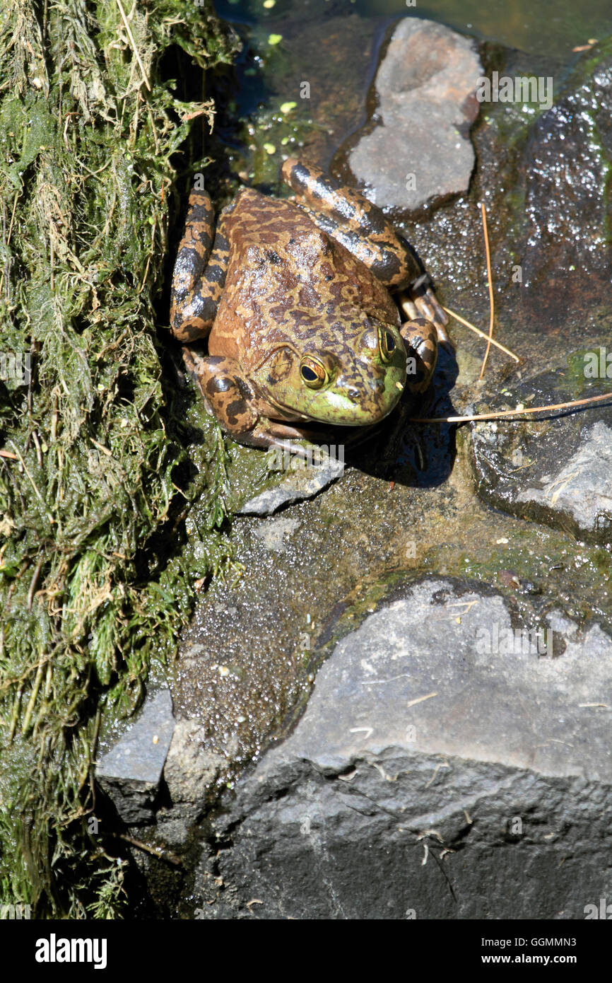 Un American Bullfrog, Rana catesbeiana, in un parco in Verona, New Jersey, STATI UNITI D'AMERICA Foto Stock
