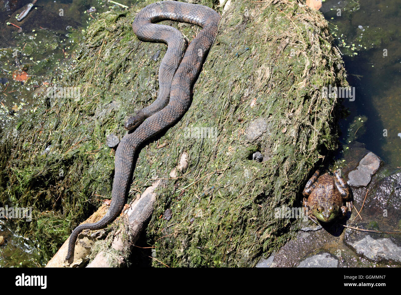 Un acqua settentrionale Snake, Nerodia sipedon e un American Bullfrog, Rana catesbeiana pericolosamente vicino, Verona, New Jersey, STATI UNITI D'AMERICA Foto Stock