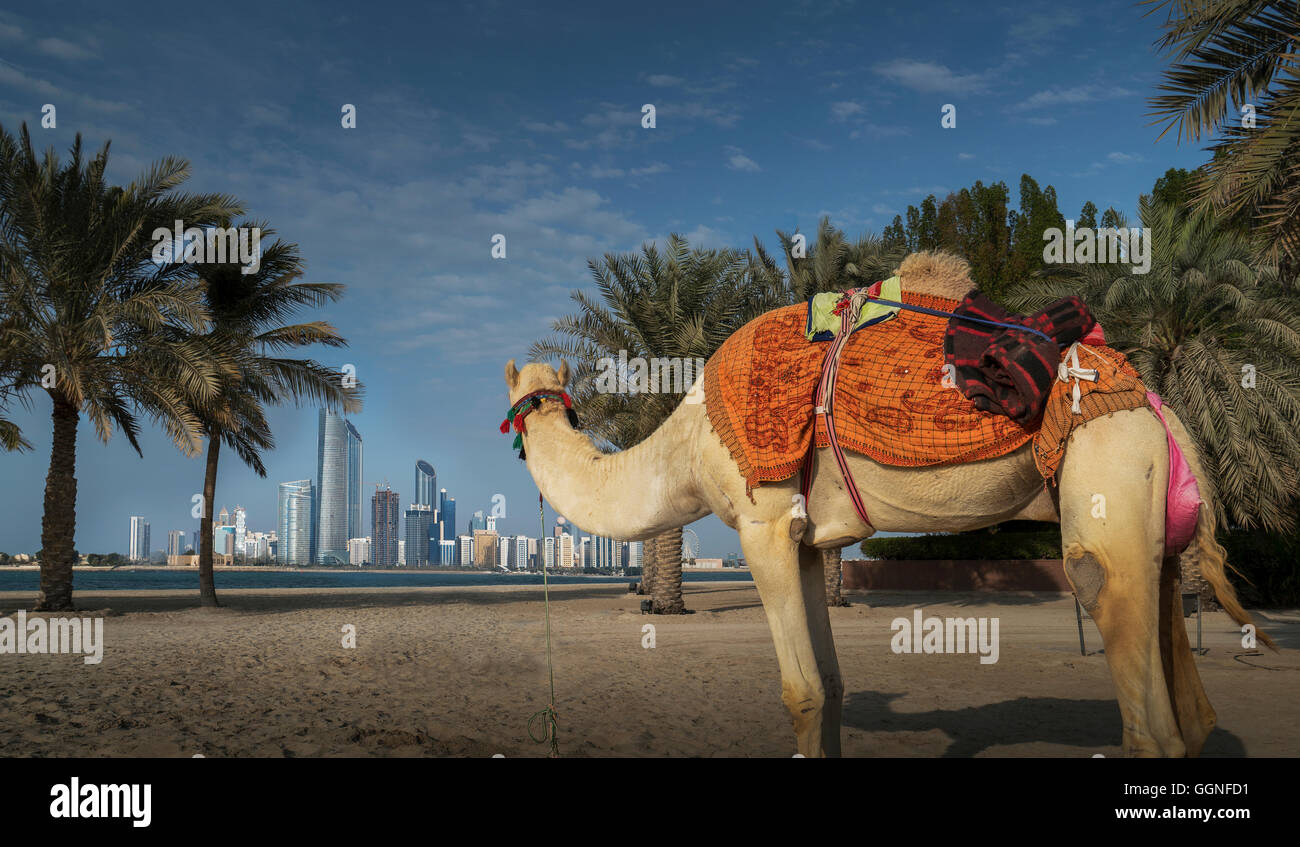 Camel guardando città lontana, Abu Dhabi Abu Dhabi Emirato, Emirati Arabi Uniti, Foto Stock