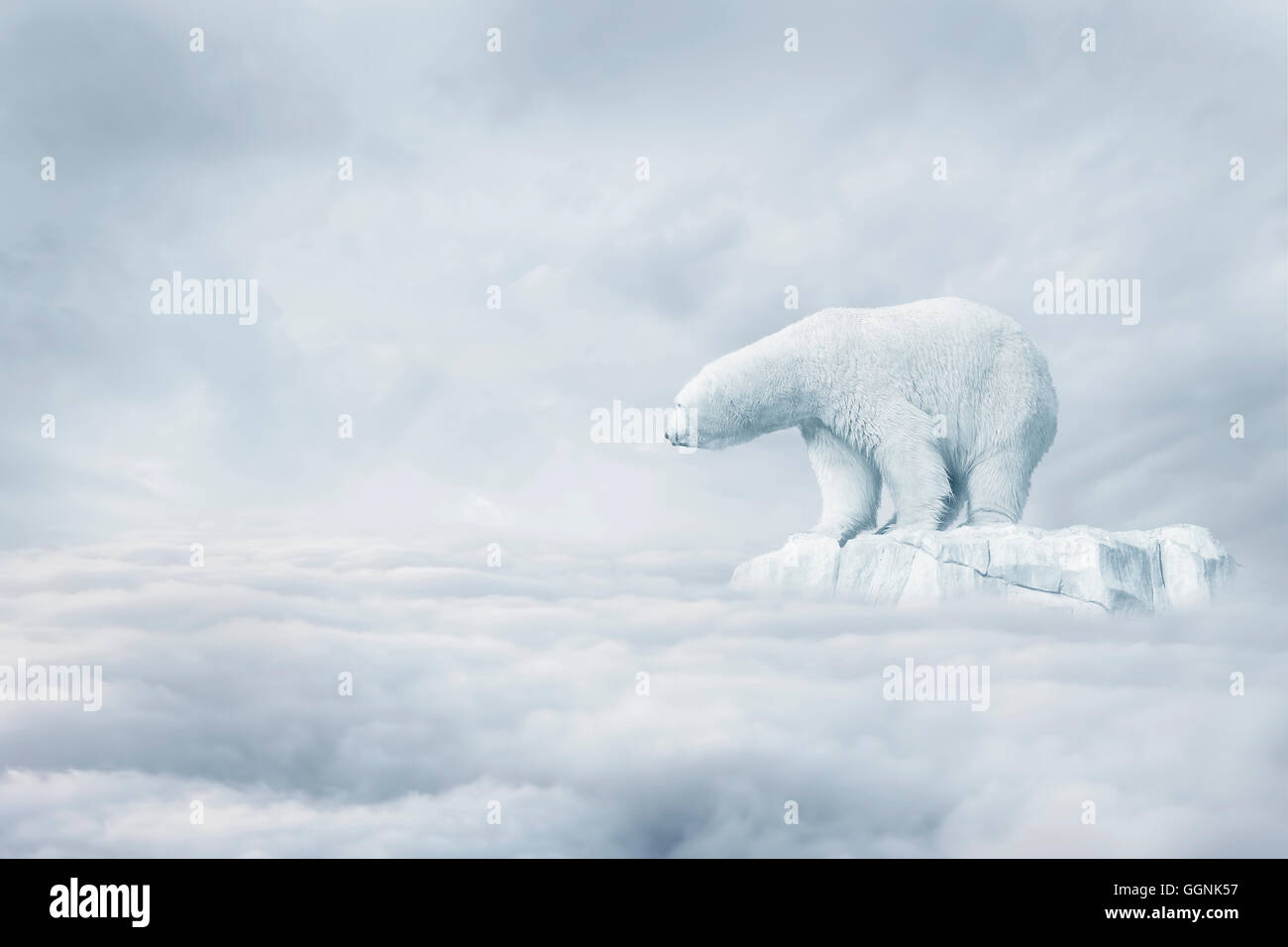 Orso polare su flottante glaçon in nubi Foto Stock