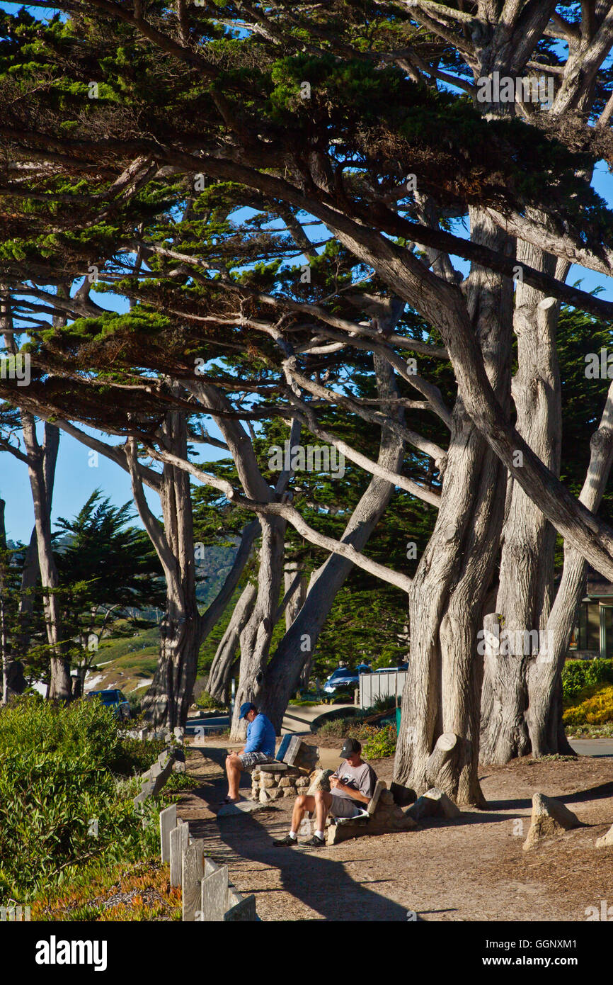 MONTEREY CIPRESSI lungo la Scenic Drive nel Carmelo - California Foto Stock