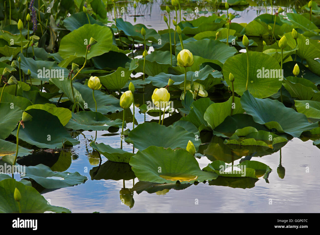 Fiori di loto bloom nella palude lungo la Chua Trail a Paynes Prairie preservare parco dello stato - Gainesville, Florida Foto Stock