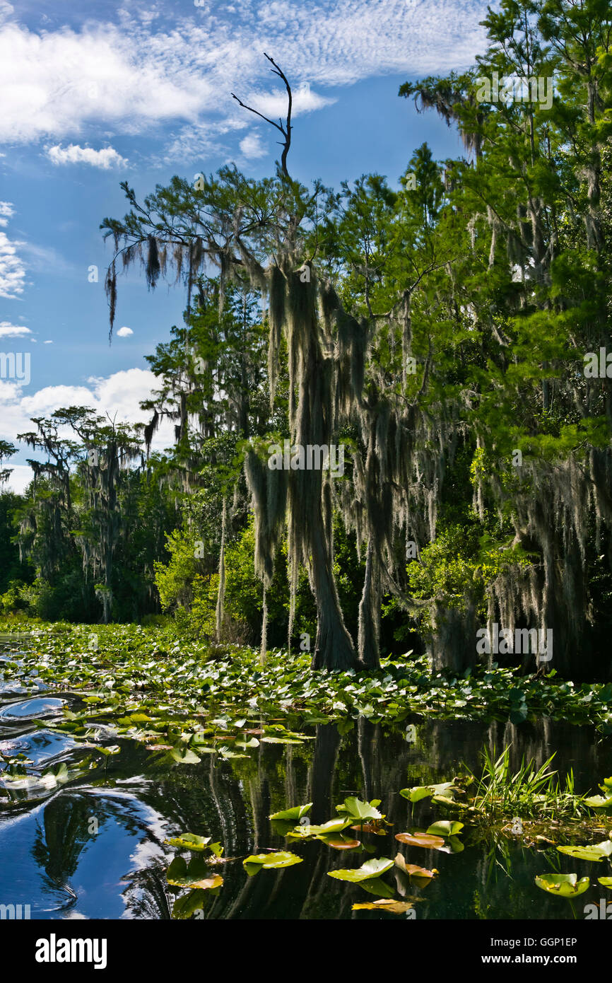 Il Okefenokee Swamp National Wildlife Refuge può essere esplorata in barca sul fiume SUWANNEE e le sue propaggini - Florida Foto Stock