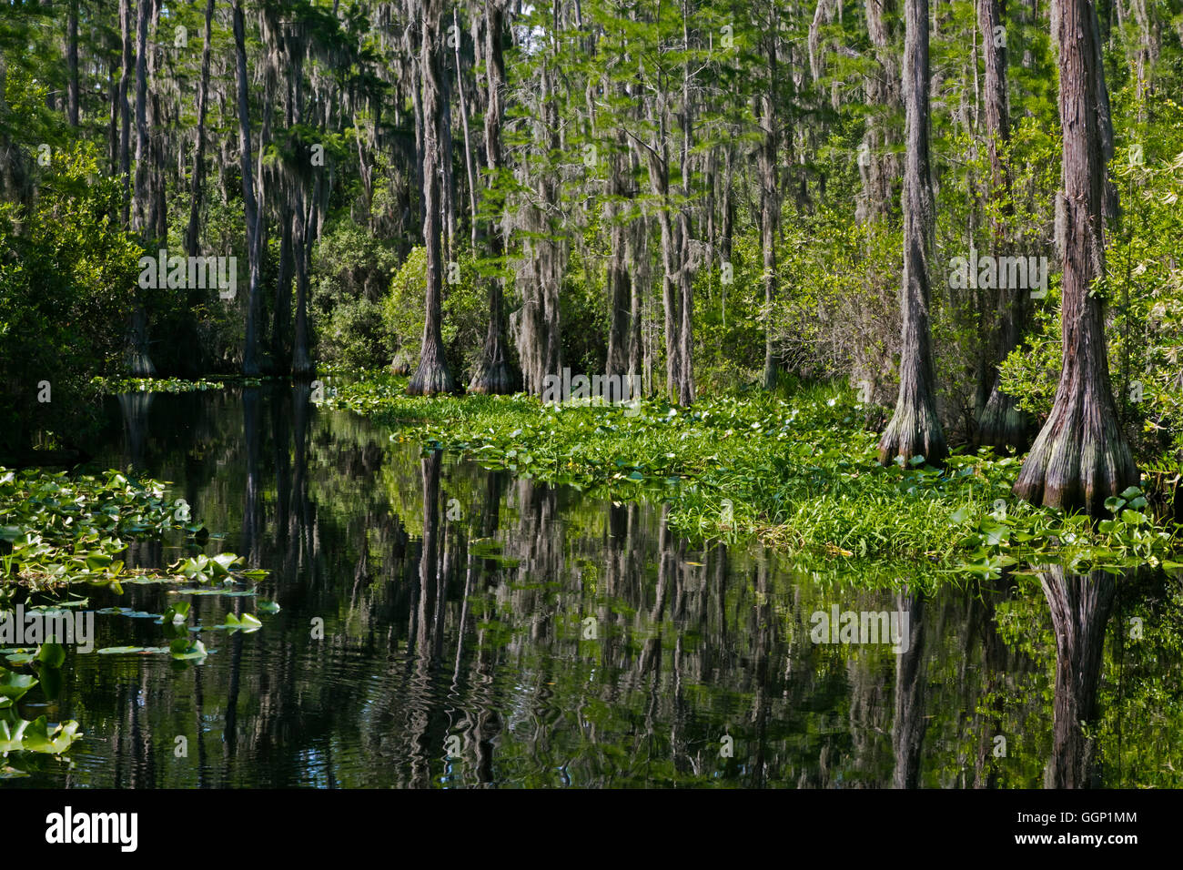 Il Okefenokee Swamp National Wildlife Refuge può essere esplorata in barca sul fiume SUWANNEE e le sue propaggini - Florida Foto Stock