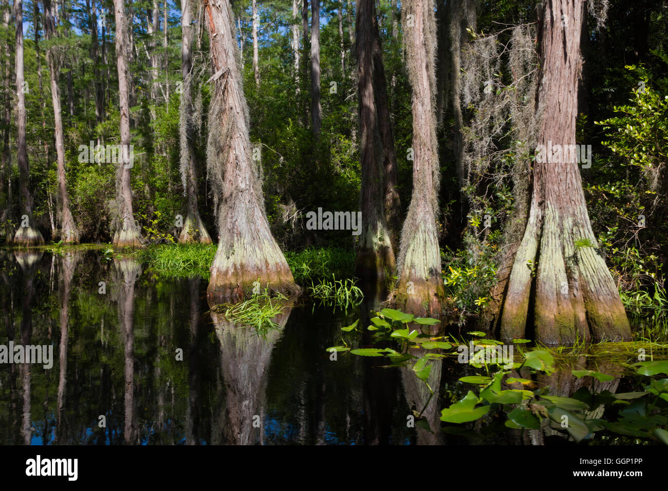 Cipresso calvo alberi in Okefenokee Swamp National Wildlife Refuge lungo il fiume SUWANNEE - Florida Foto Stock