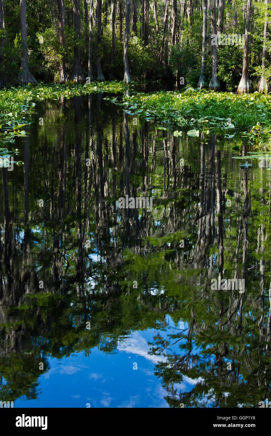 La res Okefenokee Swamp National Wildlife Refuge può essere esplorata in barca sul fiume SUWANNEE e le sue propaggini - Florida Foto Stock