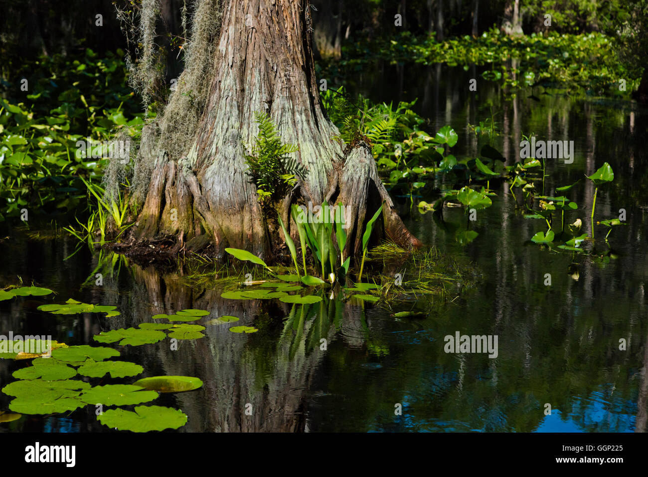 La res Okefenokee Swamp National Wildlife Refuge può essere esplorata in barca sul fiume SUWANNEE e le sue propaggini - Florida Foto Stock