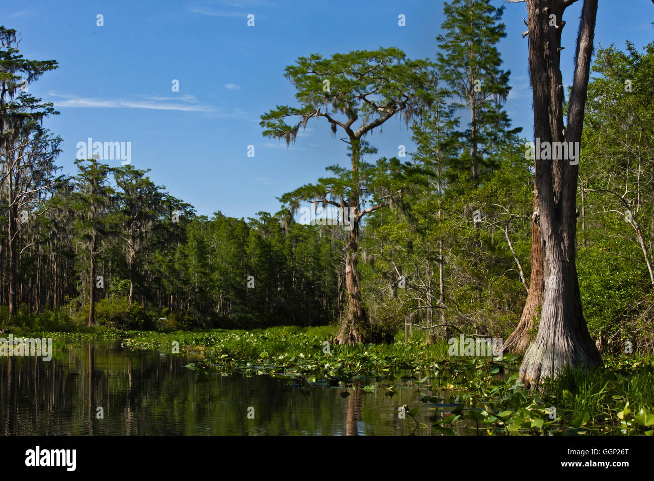 Il Okefenokee Swamp National Wildlife Refuge possono essere esplorati attraverso le sue vie navigabili - Florida Foto Stock
