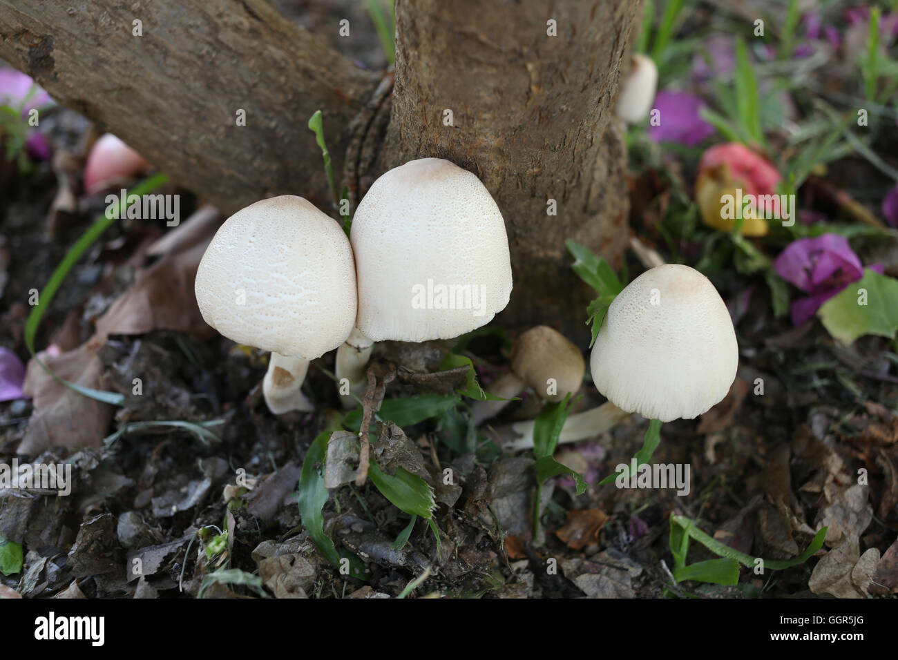 I funghi velenosi crescente sotto gli alberi del giardino. Foto Stock