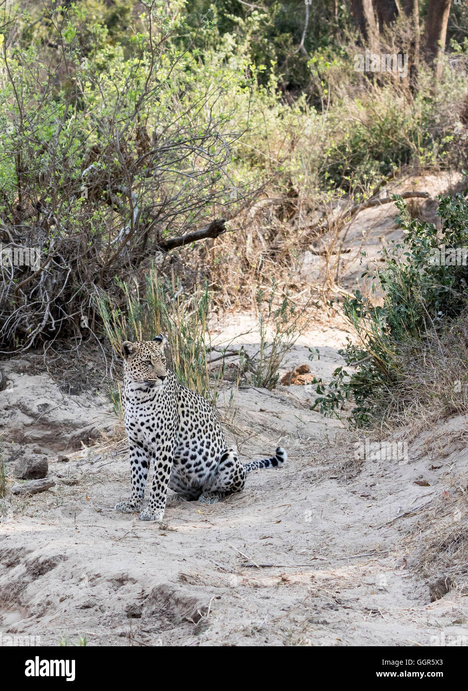 Femmina adulta africana di leopard su banchi di sabbia sul fiume Sabi Sands, Sud Africa Foto Stock