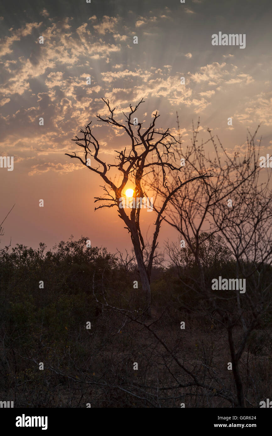 Tramonto a Exeter Riserva Privata, Sabi Sands, Sud Africa Foto Stock