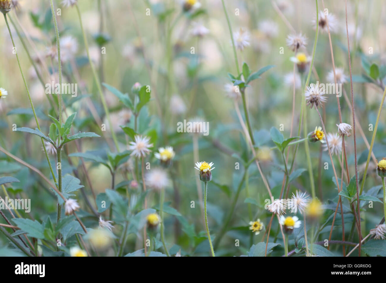 Tropici fiore di erba nel prato su soft focus di natura astratta sfondo. Foto Stock