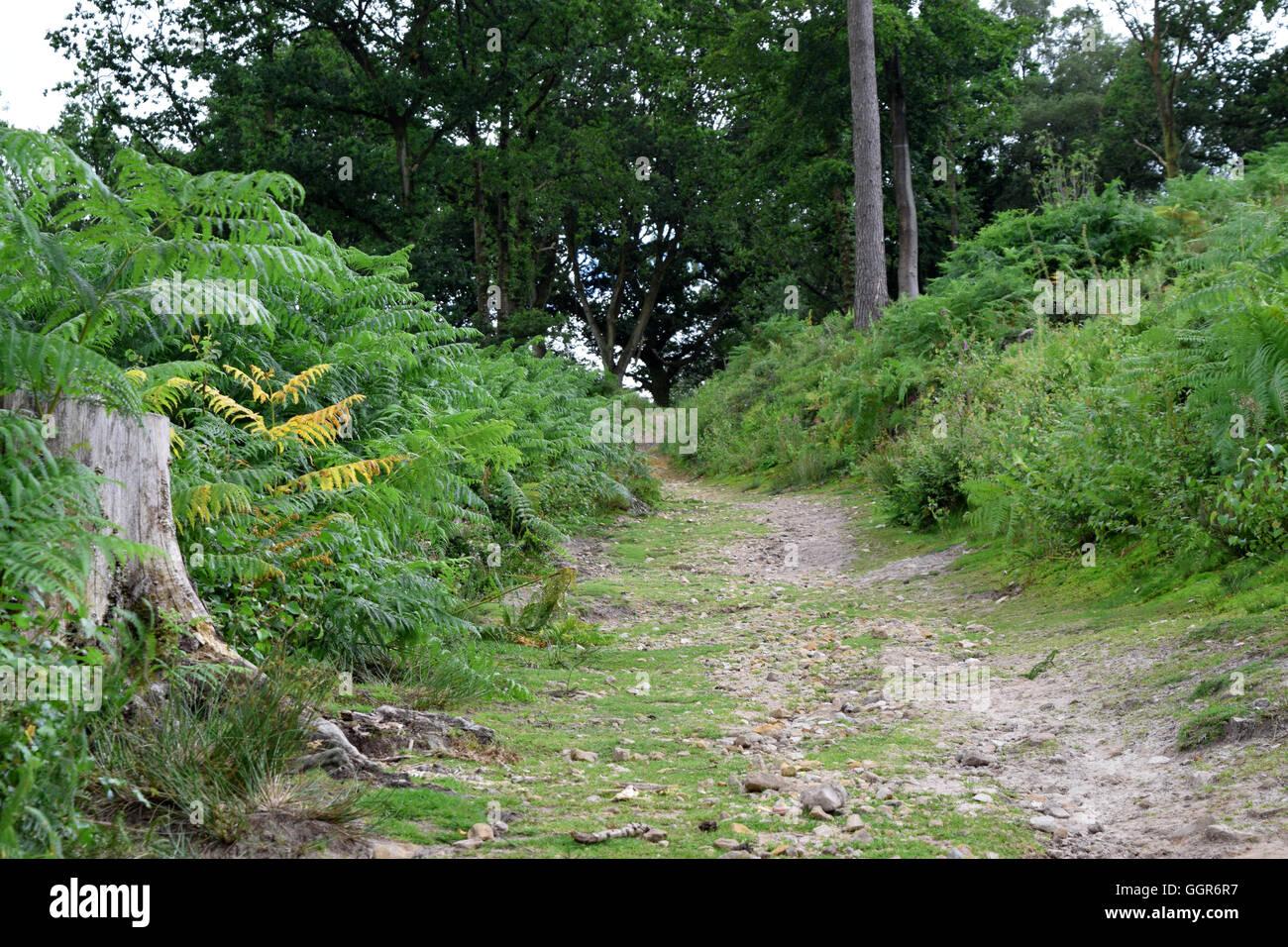 Il Devil's conca in Inghilterra, sul confine del Surrey e Hampshire. national Trust sito e bellissimo paesaggio inglese Foto Stock