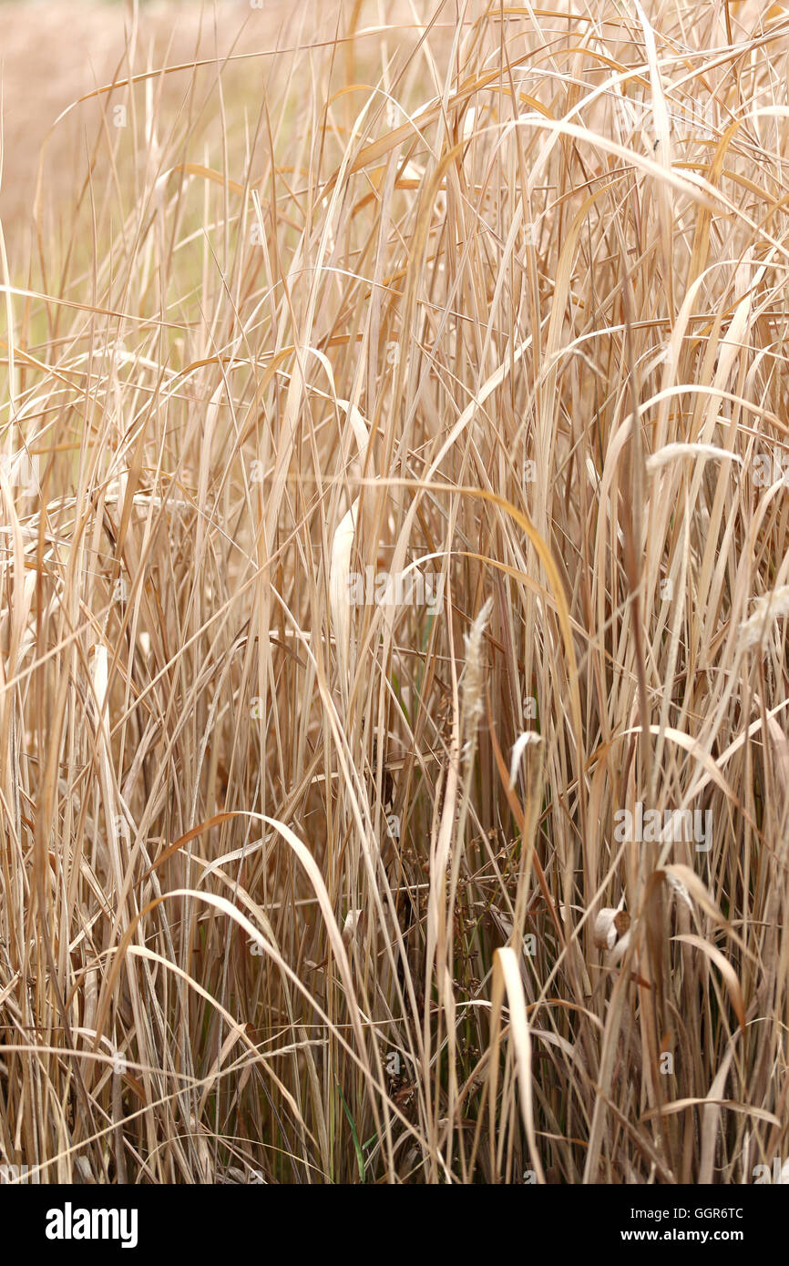 Erba secca nelle zone agricole per il design esterno della natura. Foto Stock