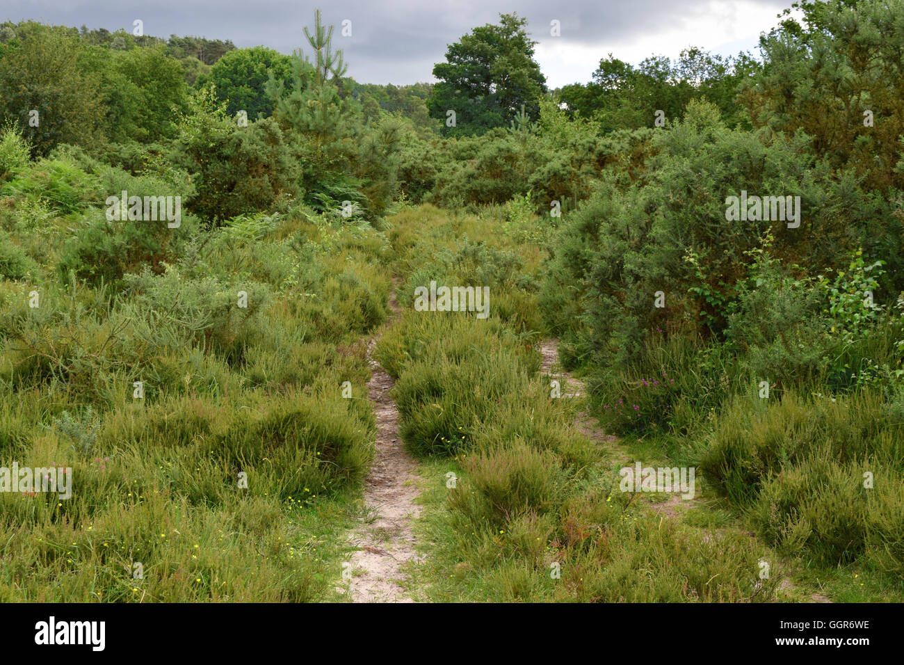 Il Devil's conca in Inghilterra, sul confine del Surrey e Hampshire. national Trust sito e bellissimo paesaggio inglese Foto Stock