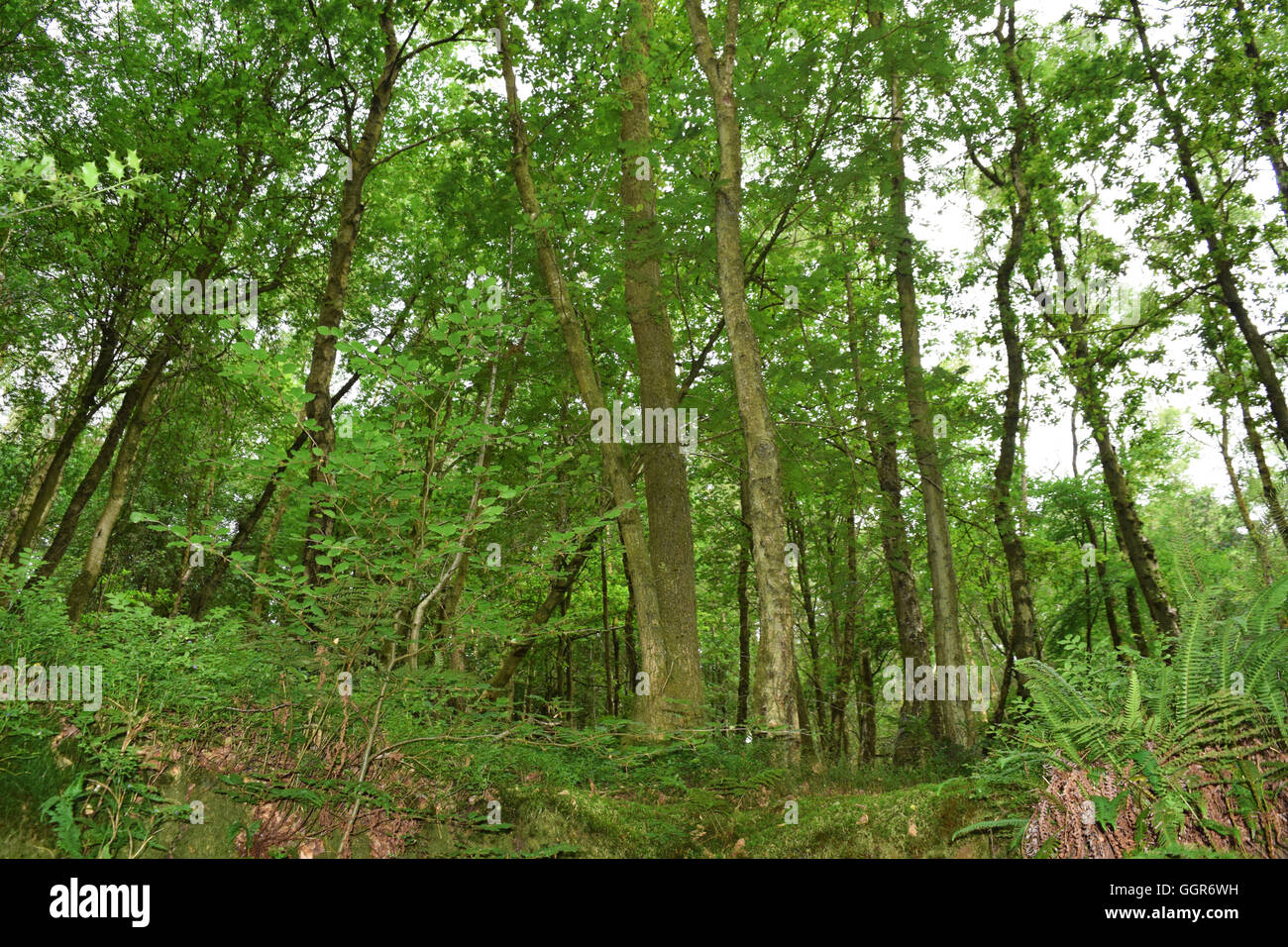 Il Devil's conca in Inghilterra, sul confine del Surrey e Hampshire. national Trust sito e bellissimo paesaggio inglese Foto Stock