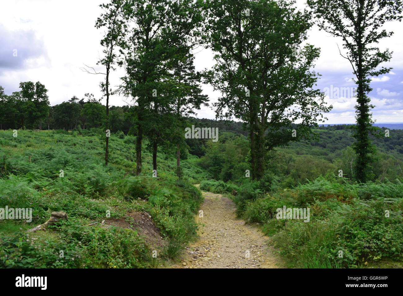 Il Devil's conca in Inghilterra, sul confine del Surrey e Hampshire. national Trust sito e bellissimo paesaggio inglese Foto Stock