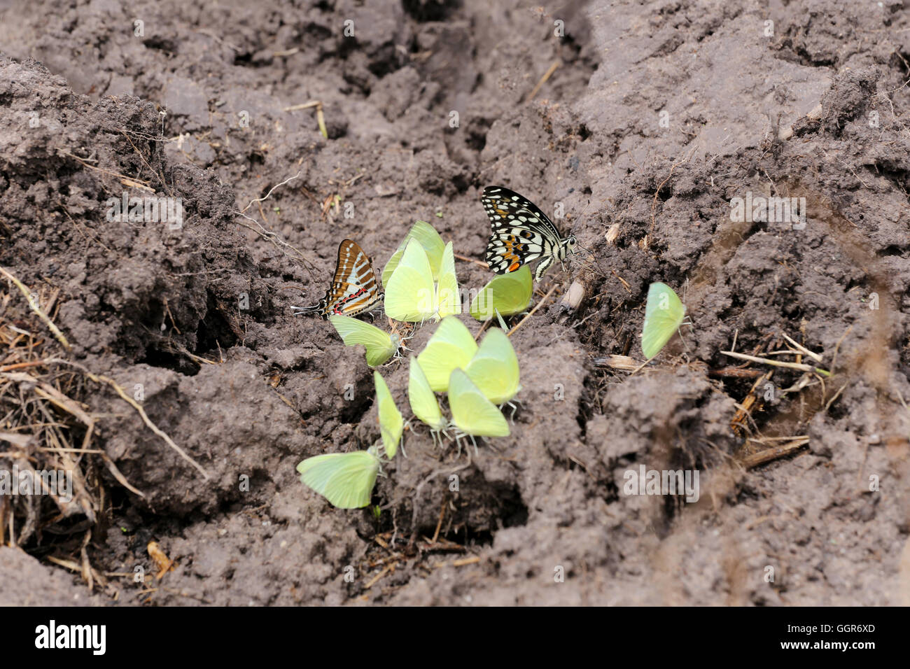 Farfalle giallo mangiare minerali sul terreno nelle zone agricole. Foto Stock