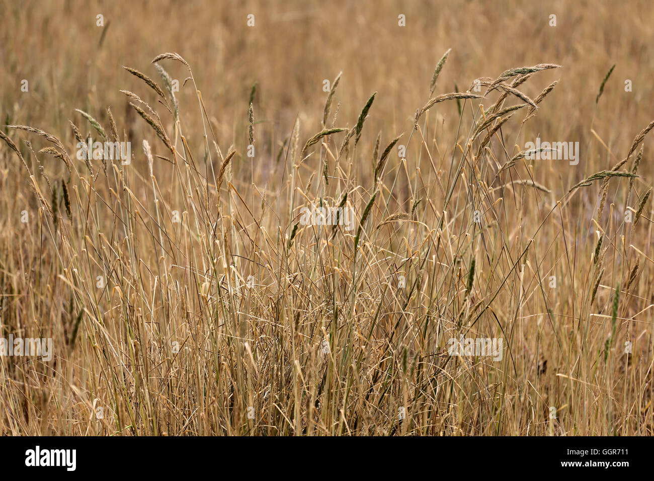 Erba secca nelle zone agricole per il design esterno della natura. Foto Stock