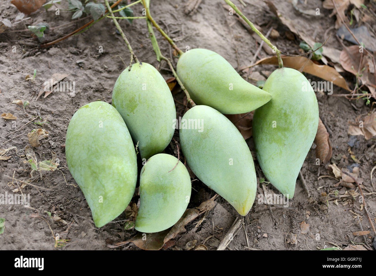 Green Mango è posizionato sul terreno in frutteti della Thailandia. Foto Stock