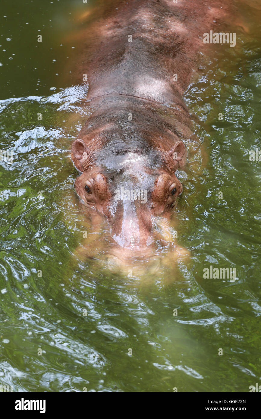 Ippopotamo di acqua di imbibizione la fauna animale in Africa. Foto Stock