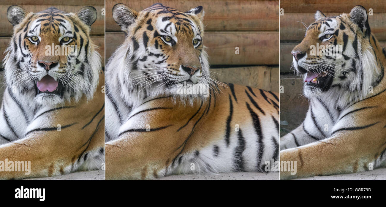 Collage di tre foto, animale tigri Amur Foto Stock