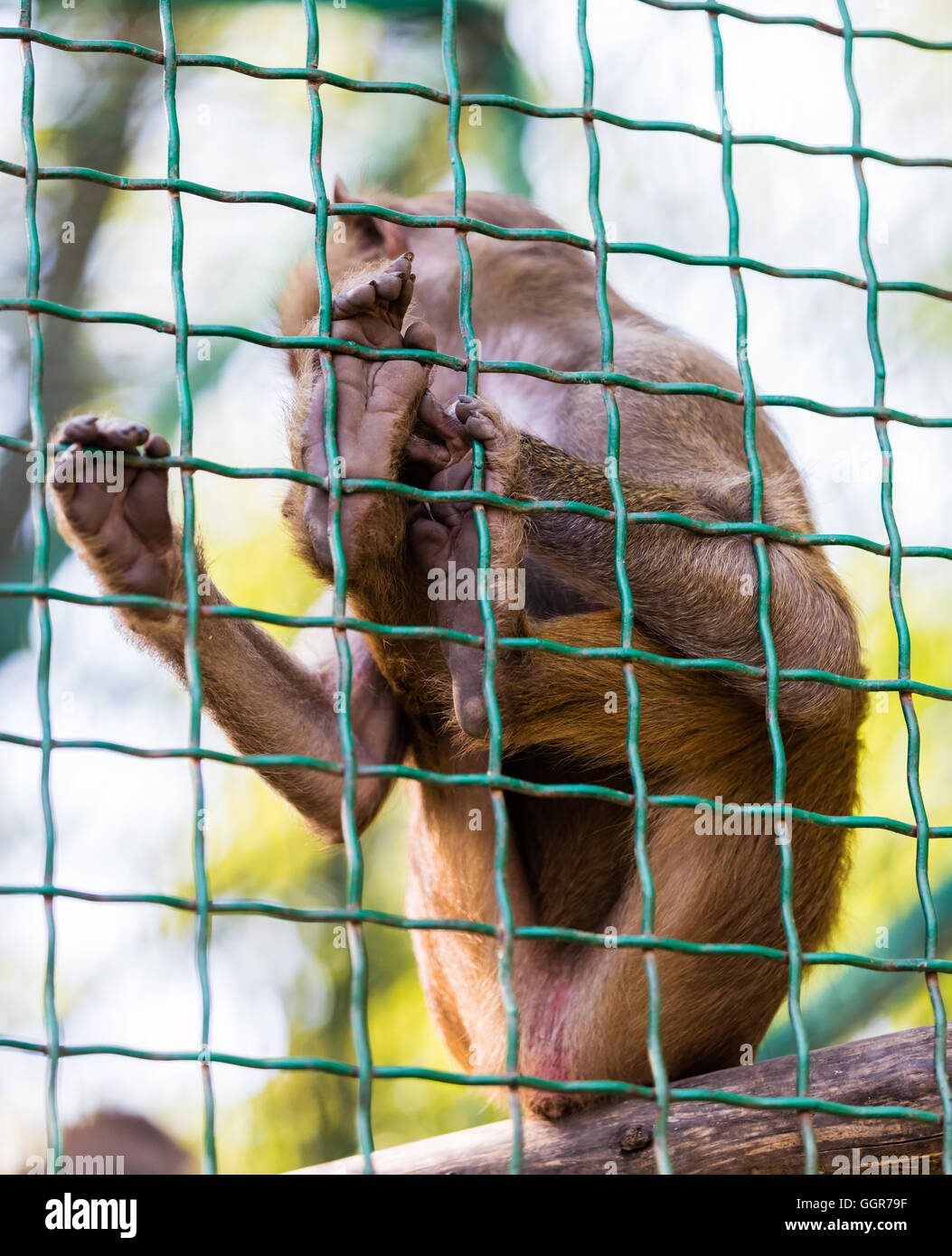 Animale giovane babbuino scimmia seduta in gabbia Foto Stock