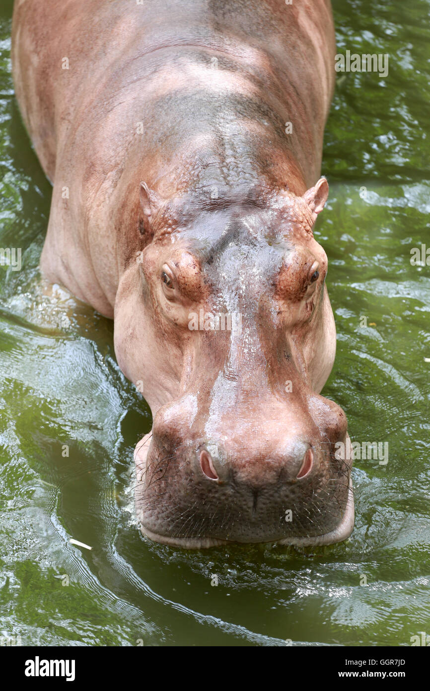 Ippopotamo di acqua di imbibizione la fauna animale in Africa. Foto Stock