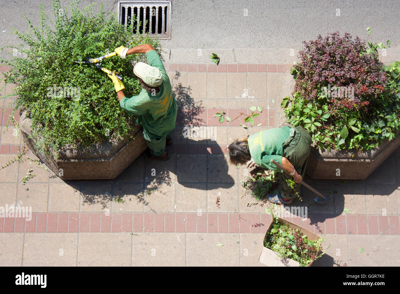 I lavoratori dal verde di Belgrado a fresare sono boccole in calcestruzzo di piantatrici sul marciapiede. Foto Stock