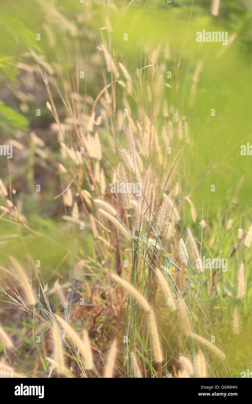Fioritura estiva di erba e piante verdi di cornfield nelle aree rurali per natura progettuale dello sfondo. Foto Stock
