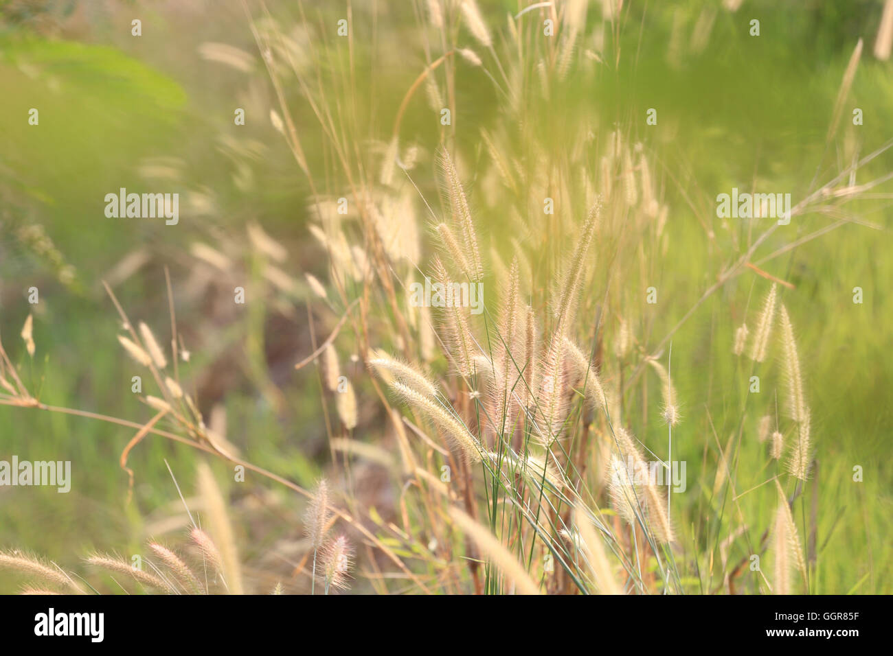 Fioritura estiva di erba e piante verdi di cornfield nelle aree rurali per natura progettuale dello sfondo. Foto Stock