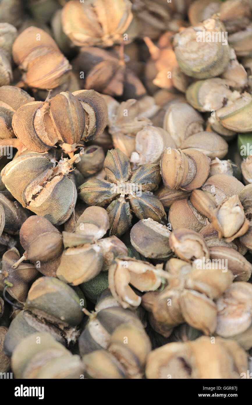 Frutti maturi di legumi Sacha inchi o Inca albero di arachidi,erbe tropicali che sono popolari in Thailandia per la privatizzazione di erbe e Foto Stock