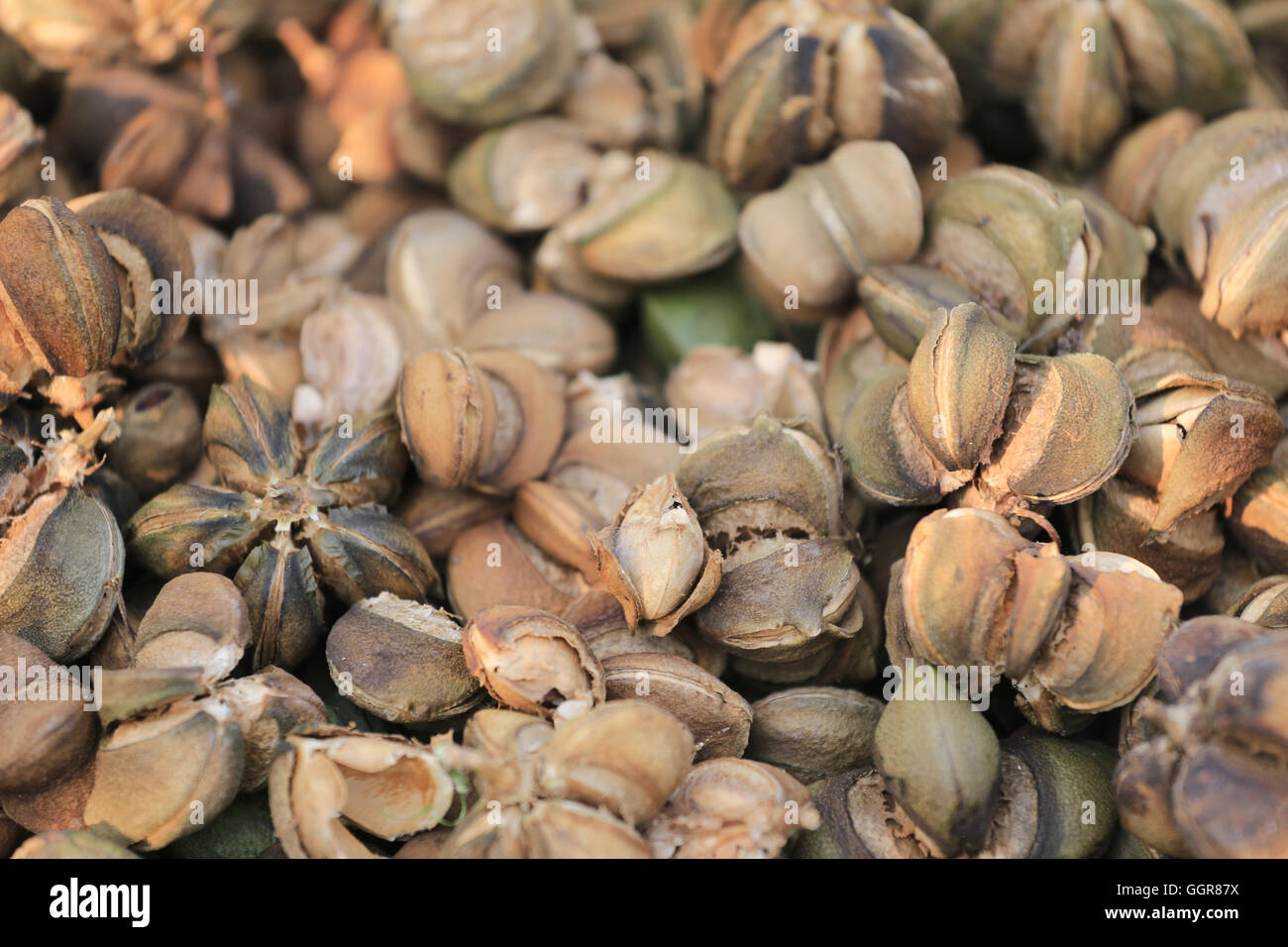Frutti maturi di legumi Sacha inchi o Inca albero di arachidi,erbe tropicali che sono popolari in Thailandia per la privatizzazione di erbe e Foto Stock