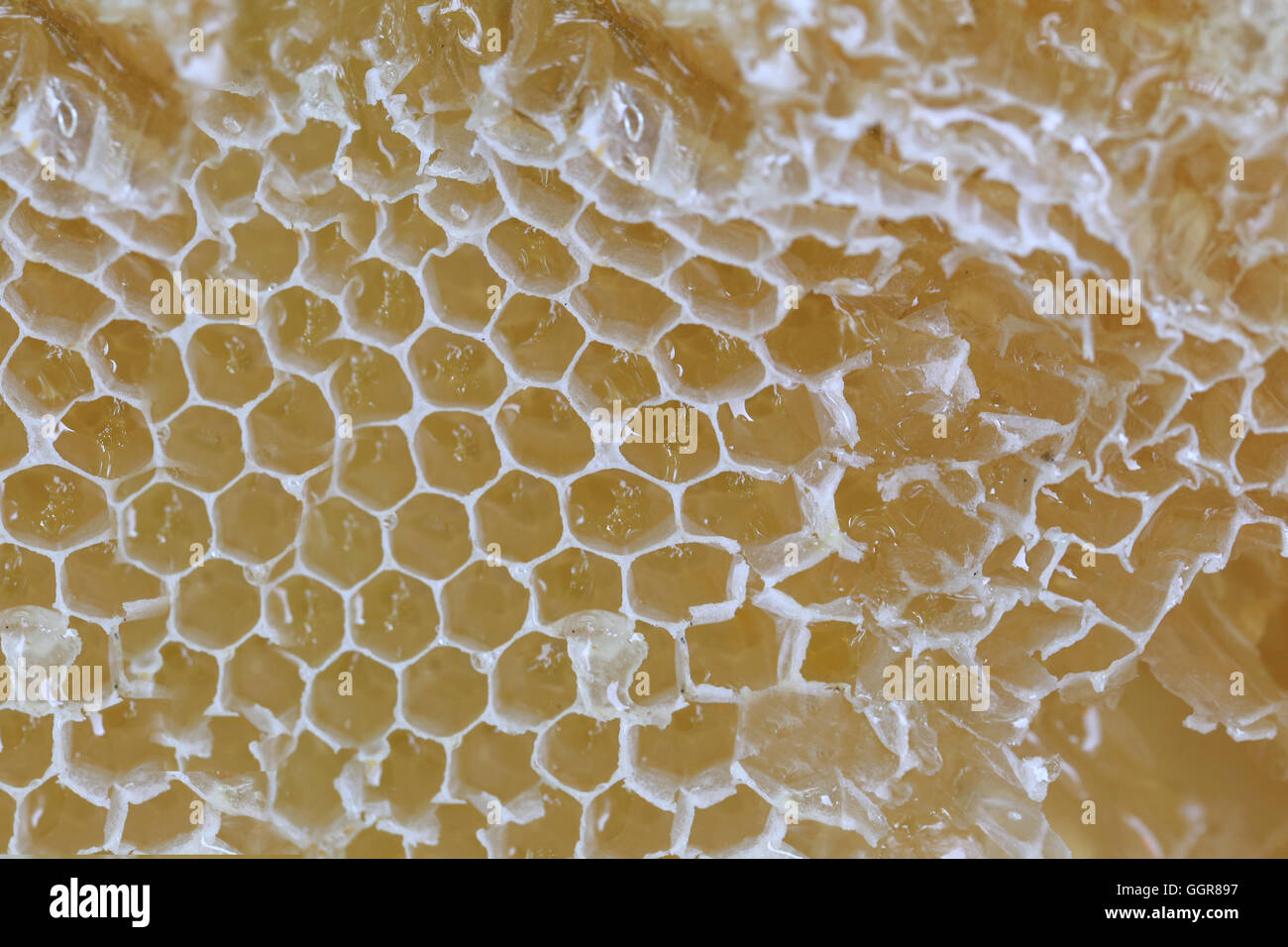 Close-up di nido e hanno il miele delle api per la progettazione cibo natura dello sfondo. Foto Stock