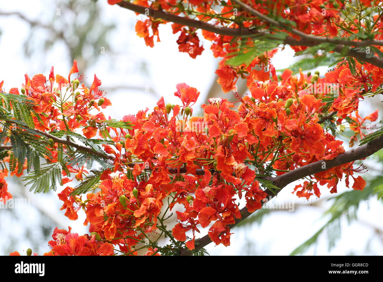 Fiori di pavone è in fiore nel giardino pubblico di natura progettuale dello sfondo. Foto Stock