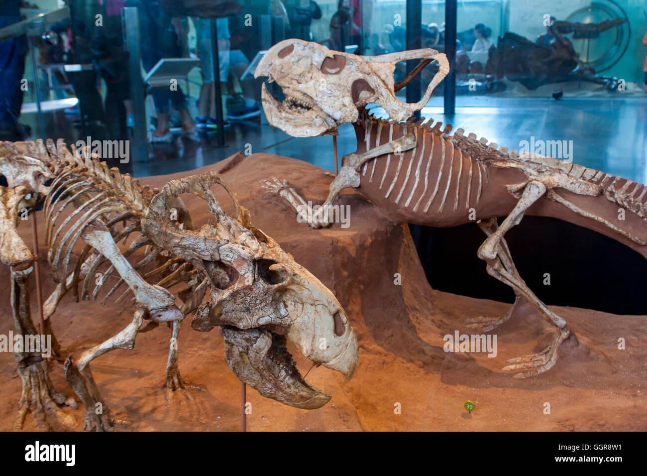 Dettaglio dal Museo Americano di Storia Naturale di New York. Museo è stabilito a 1869 e tod Foto Stock