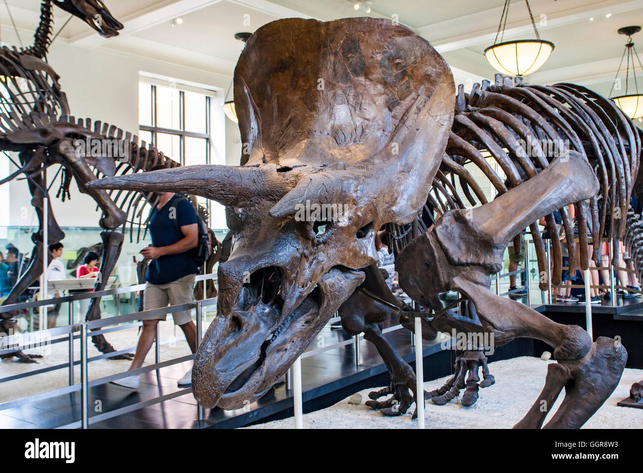 NEW YORK, Stati Uniti d'America - 31 luglio 2016: dettaglio dal Museo Americano di Storia Naturale di New York. Museo è stabilito a 1869 e tod Foto Stock