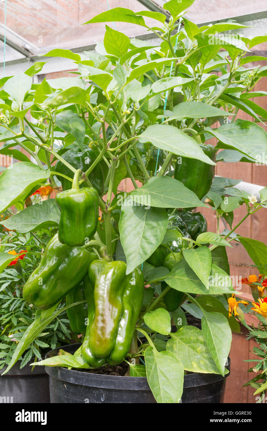 Sweet Pepper o capsicum nuovo Ace ibrido F1 crescente nei dilettanti del giardiniere serra, England, Regno Unito Foto Stock