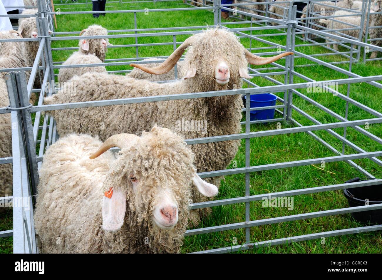 Capre Angora a uno spettacolo agricolo Foto Stock