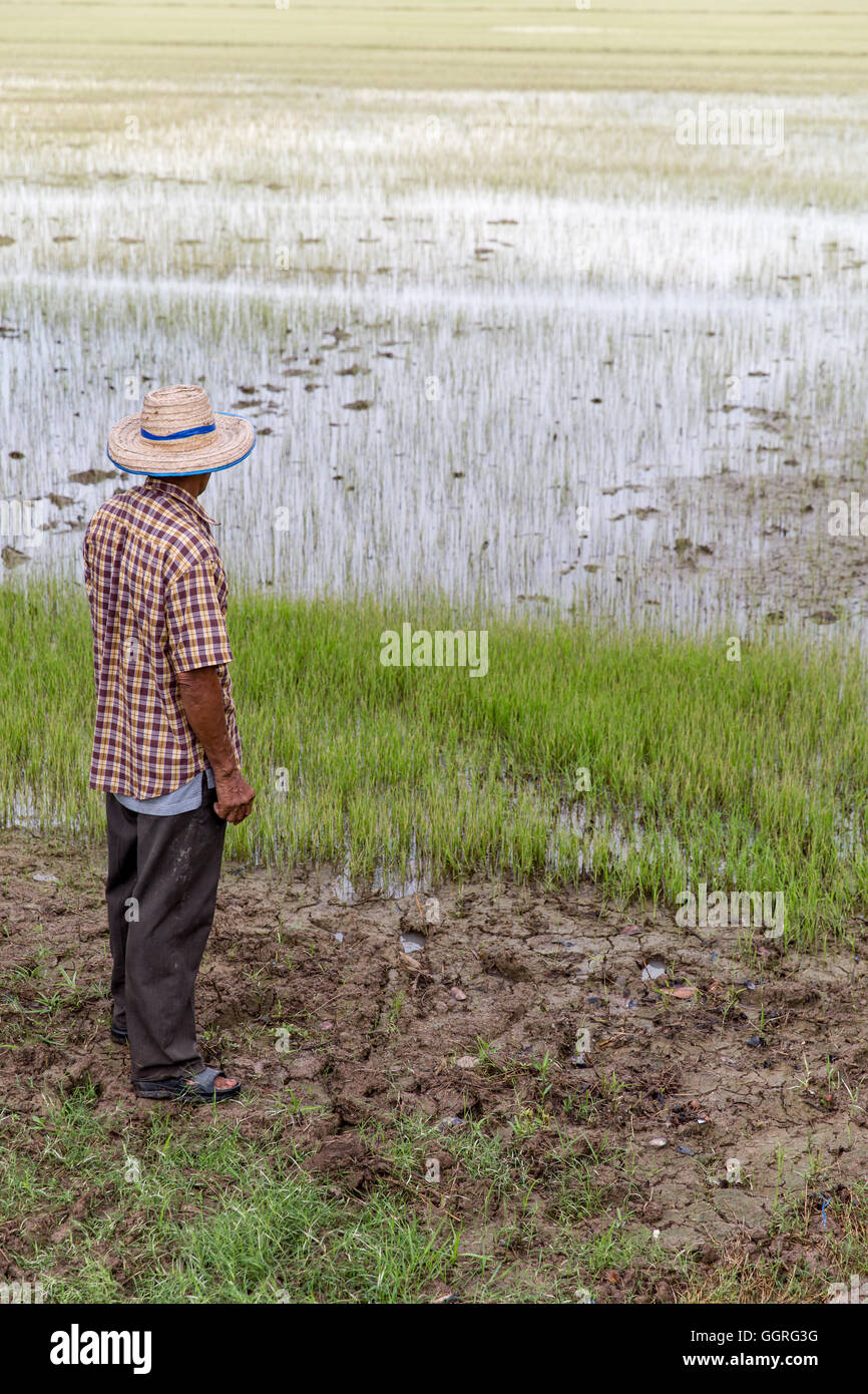 Anziani riso tailandese agricoltore nel campo di riso Foto Stock