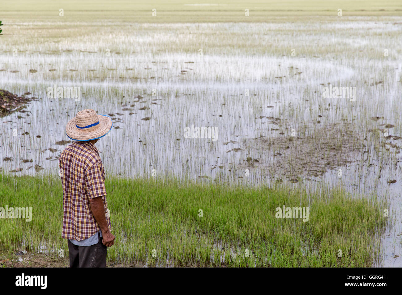 Anziani riso tailandese agricoltore nel campo di riso Foto Stock