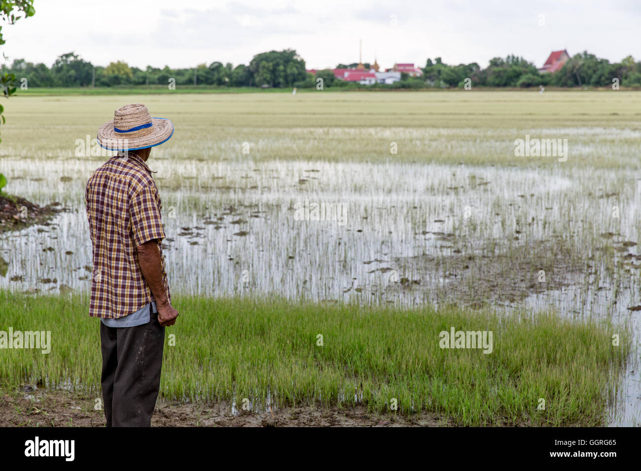 Anziani riso tailandese agricoltore nel campo di riso Foto Stock