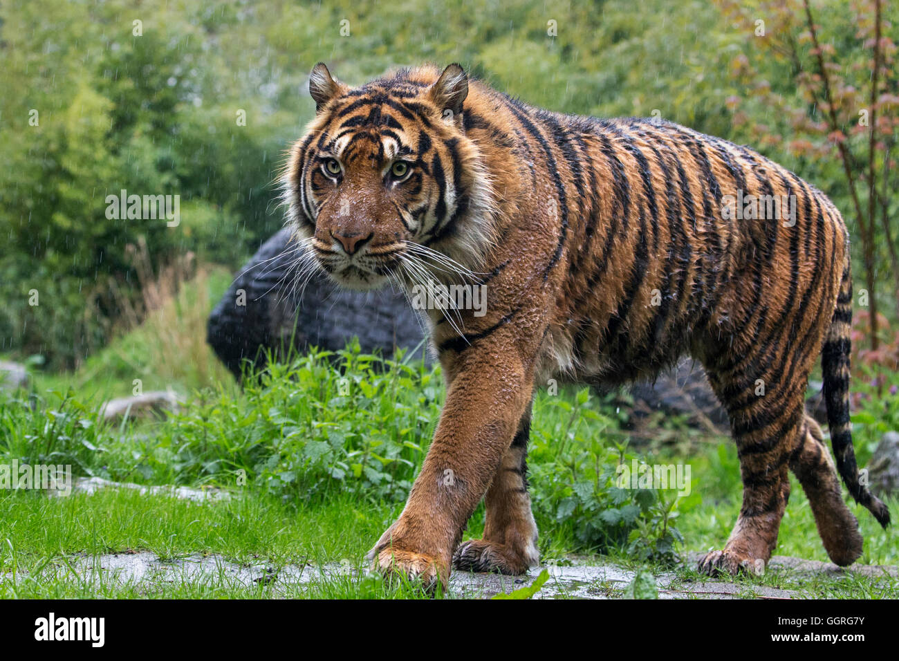 La tigre di Sumatra sotto la pioggia Foto Stock