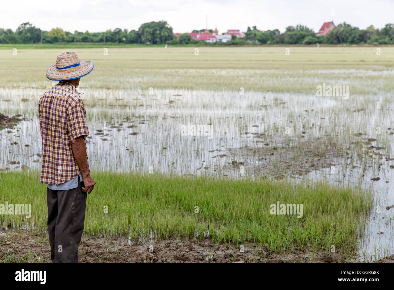 Anziani riso tailandese agricoltore nel campo di riso Foto Stock