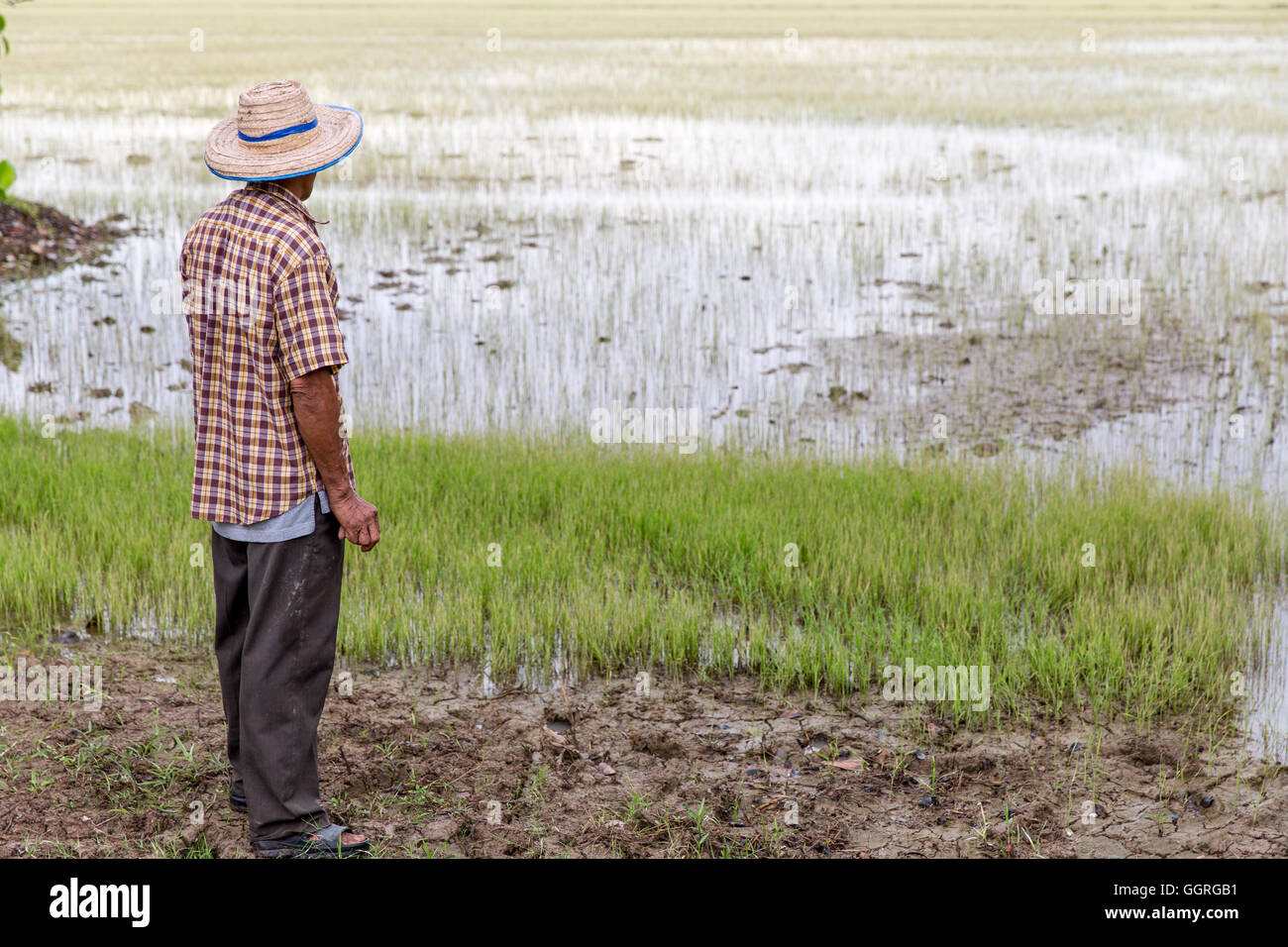 Anziani riso tailandese agricoltore nel campo di riso Foto Stock