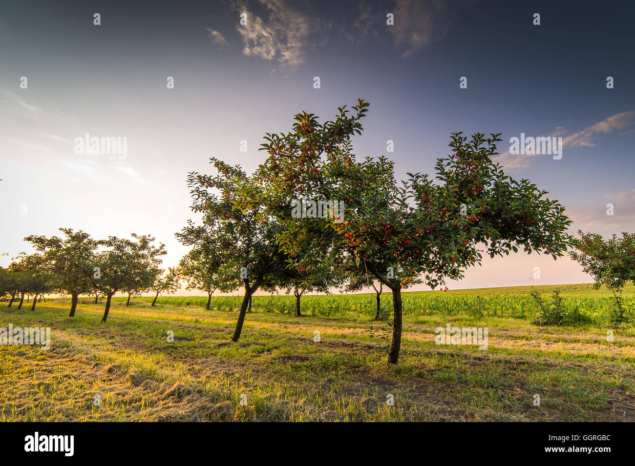 Le ciliegie di maturazione sulla struttura Orchard Foto Stock