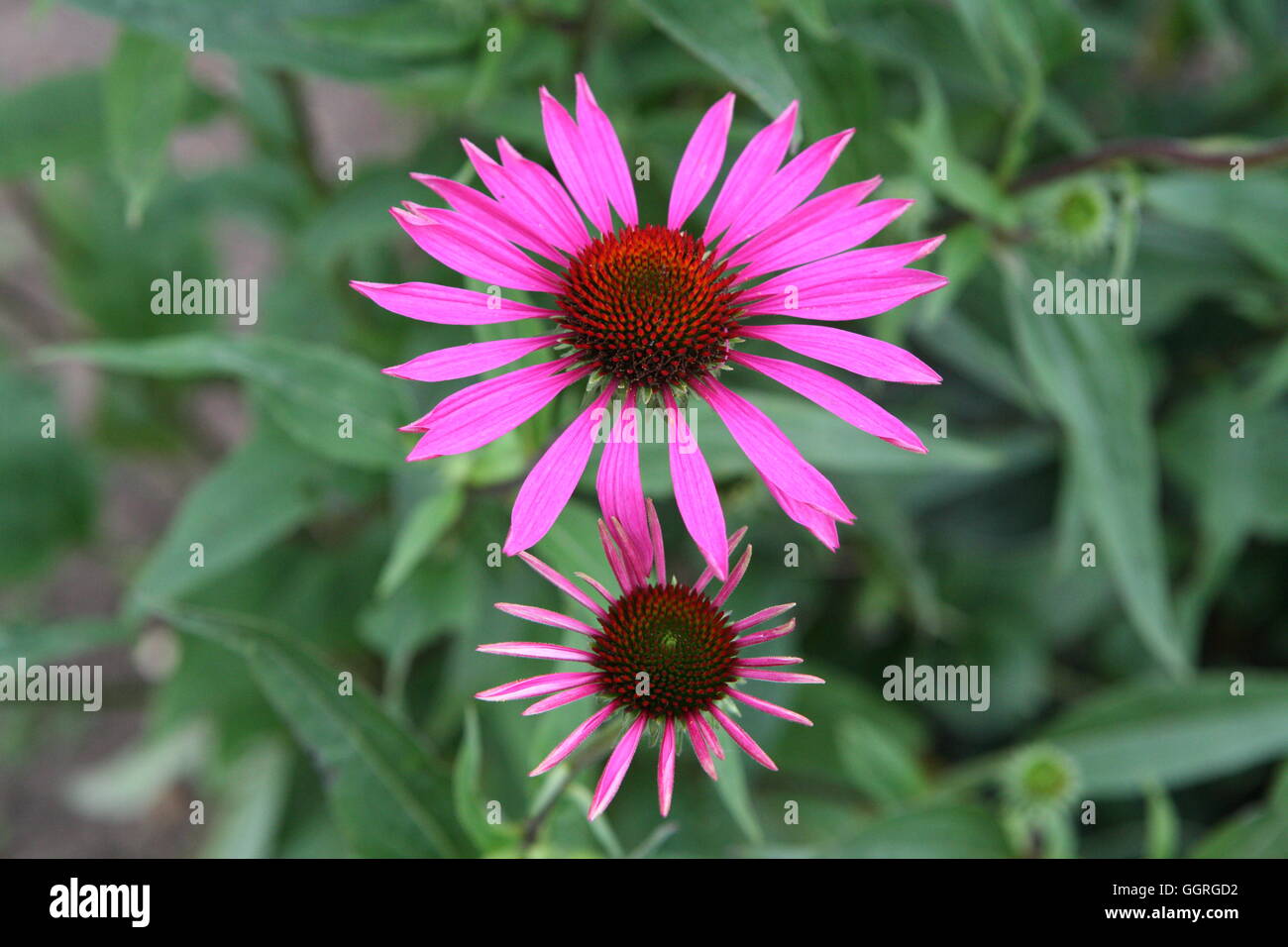 Echinacea Woburn Abbey Foto Stock