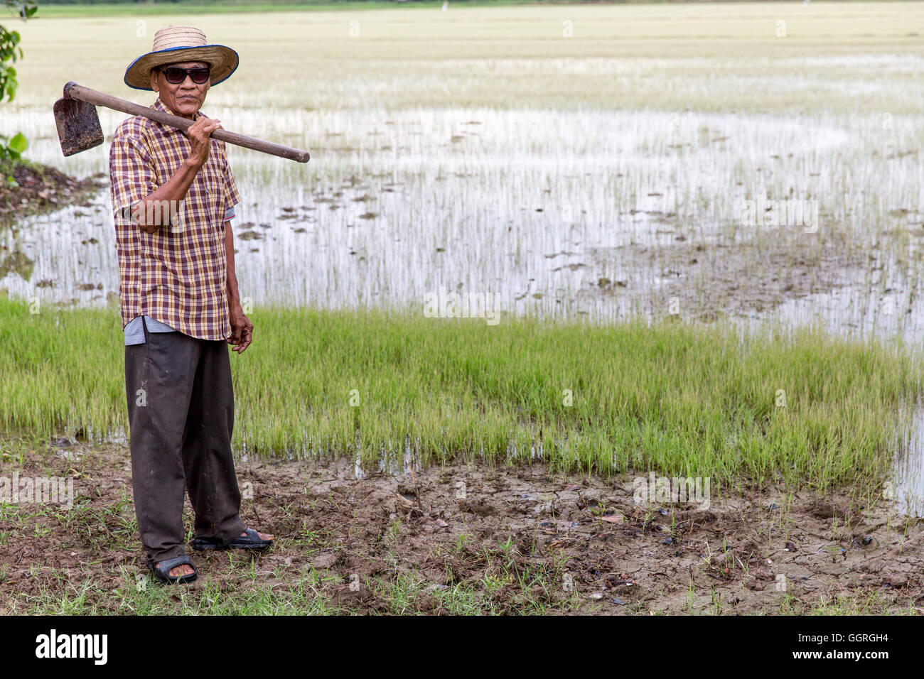 Anziani riso tailandese agricoltore nel campo di riso Foto Stock