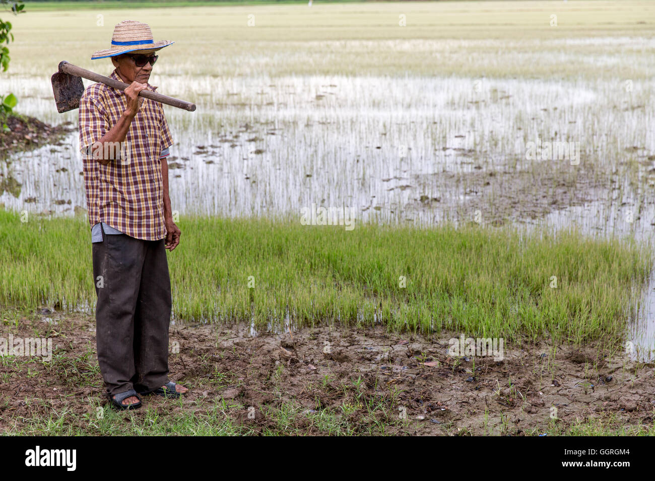 Anziani riso tailandese agricoltore nel campo di riso Foto Stock